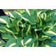 Funkia - Hosta Risky Business