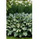Funkia - Hosta Snake Eyes