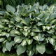 Funkia - Hosta Snake Eyes