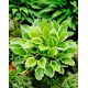 Funkia - Hosta So Sweet - pachnąca - duża paczka! - 10 szt.