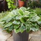 Funkia - Hosta Sorbet - czerwony ogonek liścia