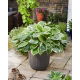 Funkia - Hosta Sorbet - czerwony ogonek liścia