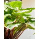 Funkia - Hosta Sorbet - czerwony ogonek liścia