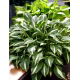 Funkia - Hosta Univittata