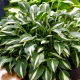 Funkia - Hosta Univittata