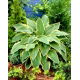 Funkia - Hosta Yellow River