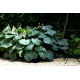 Funkia - Hosta Kingsize - liście w rozmiarze XL