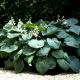 Funkia - Hosta Kingsize - liście w rozmiarze XL