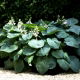 Funkia - Hosta Kingsize - liście w rozmiarze XL - duża paczka! - 10 szt.