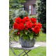 Begonia wielkokwiatowa - Superba Red - czerwona - 2 szt.
