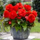 Begonia wielkokwiatowa - Superba Red - czerwona - 2 szt.