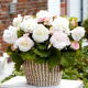 Begonia wielkokwiatowa - Superba White - biała - duża paczka! - 20 szt.