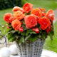 Begonia wielkokwiatowa - Superba Orange - pomarańczowa - 2 szt.