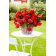 Begonia pachnąca - Odorata Red Glory - duża paczka! - 20 szt.