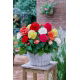 Begonia wielkokwiatowa - Superba - mix kolorów - 2 szt.