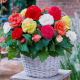 Begonia wielkokwiatowa - Superba - mix kolorów - duża paczka! - 20 szt.