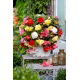 Begonia pachnąca - mix kolorów - duża paczka! - 20 szt.