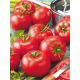 Pomidor Belladona F1 - szklarniowy, wczesny, bez zielonej piętki - nasiona profesjonalne dla każdego