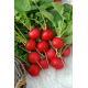 Rzodkiewka Melito F1 - czerwona, duża o cienkiej skórce - nasiona profesjonalne dla każdego