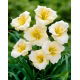 Liliowiec Longfields Pearl