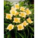 Liliowiec Mini Pearl - duża paczka! - 10 szt.