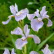 Irys syberyjski, Kosaciec - Soft Blue