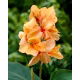 Kanna - Apricot Dream - duża paczka! - 10 szt.