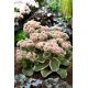 Rozchodnik Diamond Edge - Sedum - sadzonka