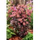 Rozchodnik José Aubergine - Sedum - sadzonka