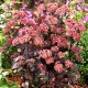 Rozchodnik José Aubergine - Sedum - sadzonka - duża paczka! - 10 szt.