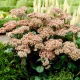 Rozchodnik Matrona - Sedum - sadzonka