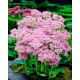 Rozchodnik Brillant - Sedum - sadzonka - duża paczka! - 10 szt.