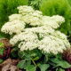 Rozchodnik Stardust - Sedum - sadzonka