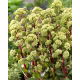 Rozchodnik Summer Surprise - Sedum - sadzonka - duża paczka! - 10 szt.