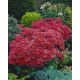 Rozchodnik Munstead Dark Red - Sedum - sadzonka - duża paczka! - 10 szt.