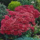 Rozchodnik Munstead Dark Red - Sedum - sadzonka - duża paczka! - 10 szt.