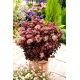 Rozchodnik Rainbow Xenox - Sedum - sadzonka
