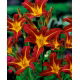 Liliowiec Autumn Red - duża paczka! - 10 szt.