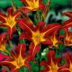 Liliowiec Autumn Red - duża paczka! - 10 szt.