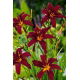 Liliowiec Black Arrowhead - duża paczka! - 10 szt.