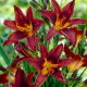 Liliowiec Black Prince - duża paczka! - 10 szt.
