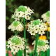 Śniedek Saundersa - Ornithogalum saundersiae - duża paczka! - 10 szt.
