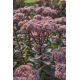 Rozchodnik Vera Jameson - Sedum - sadzonka