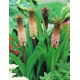 Eucomis comosa - Eukomis czubaty - duża paczka! - 20 szt.