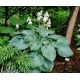 Funkia - Hosta Big Daddy - duża paczka! - 10 szt.