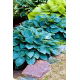 Funkia - Hosta Halcyon - duża paczka! - 10 szt.