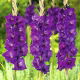 Mieczyk Purple Flora - duża paczka! - 50 szt.