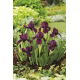 Irys niski, Iris pumila - Fioletowy - Cherry Garden - duża paczka! - 10 szt.
