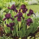 Irys niski, Iris pumila - Fioletowy - Cherry Garden - duża paczka! - 10 szt.