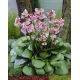 Bergenia Baby Doll - duża paczka! - 10 szt.
